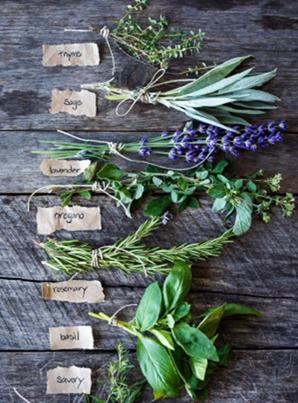 Atelier temps libre – Apprenti(e) herbaliste